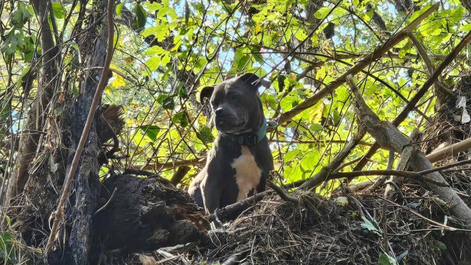 Athena, a perra que sobrevivió al huracán Helene y encontró el camino de regreso a casa