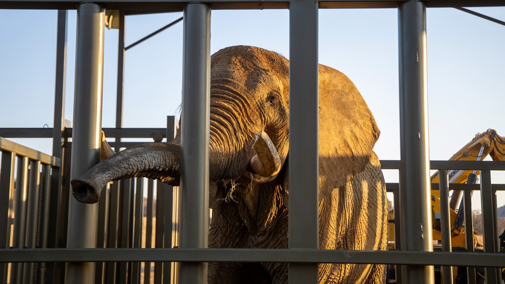 El elefante de 42 años disfrutará de su nueva vida en un santuario para vida silvestre. (Cortesía Four Paws)