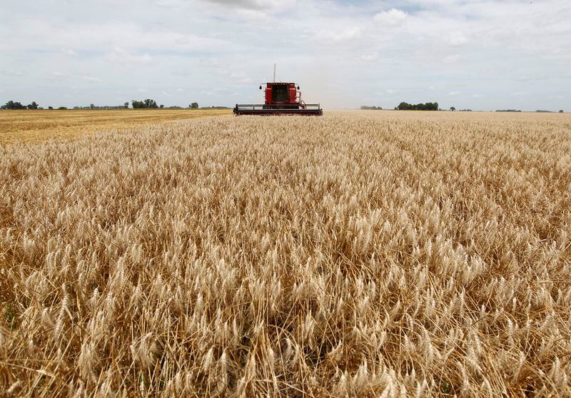 FOTO DE ARCHIVO. Una cosechadora atraviesa un campo sembrado con trigo en la localidad de General Belgrano, Argentina, December 18, 2012. REUTERS/Enrique Marcarian