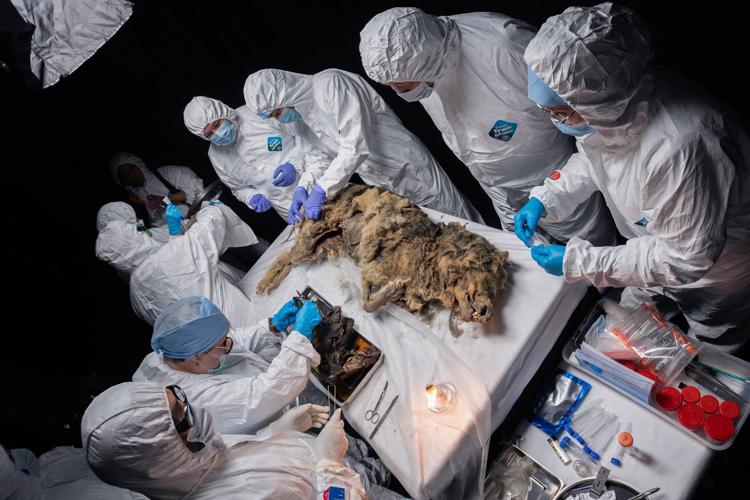 Científicos de la región de Yakutia, en el Lejano Oriente ruso y la más fría de Rusia, practicaron una autopsia a un lobo fósil de más de 44.000 años de antigüedad (EFE/ Universidad Federal Nororiental De La Región Rusa De Yakutia) 