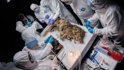 Impactante descubrimiento: hallaron un lobo antiguo sorprendentemente conservado con sus dientes intactos después de 44.000 años 