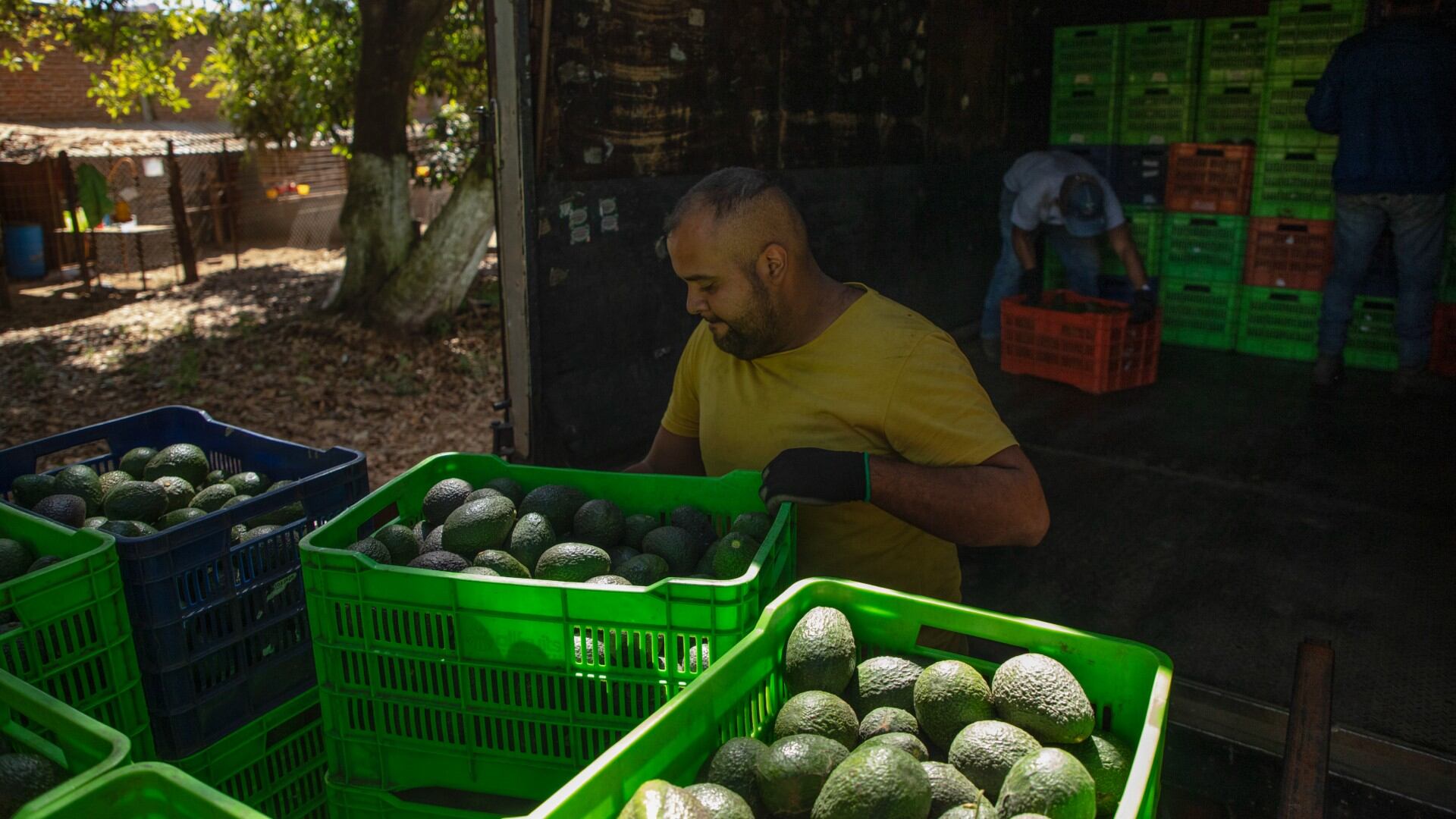 Aguacate - México - 27 de mayo