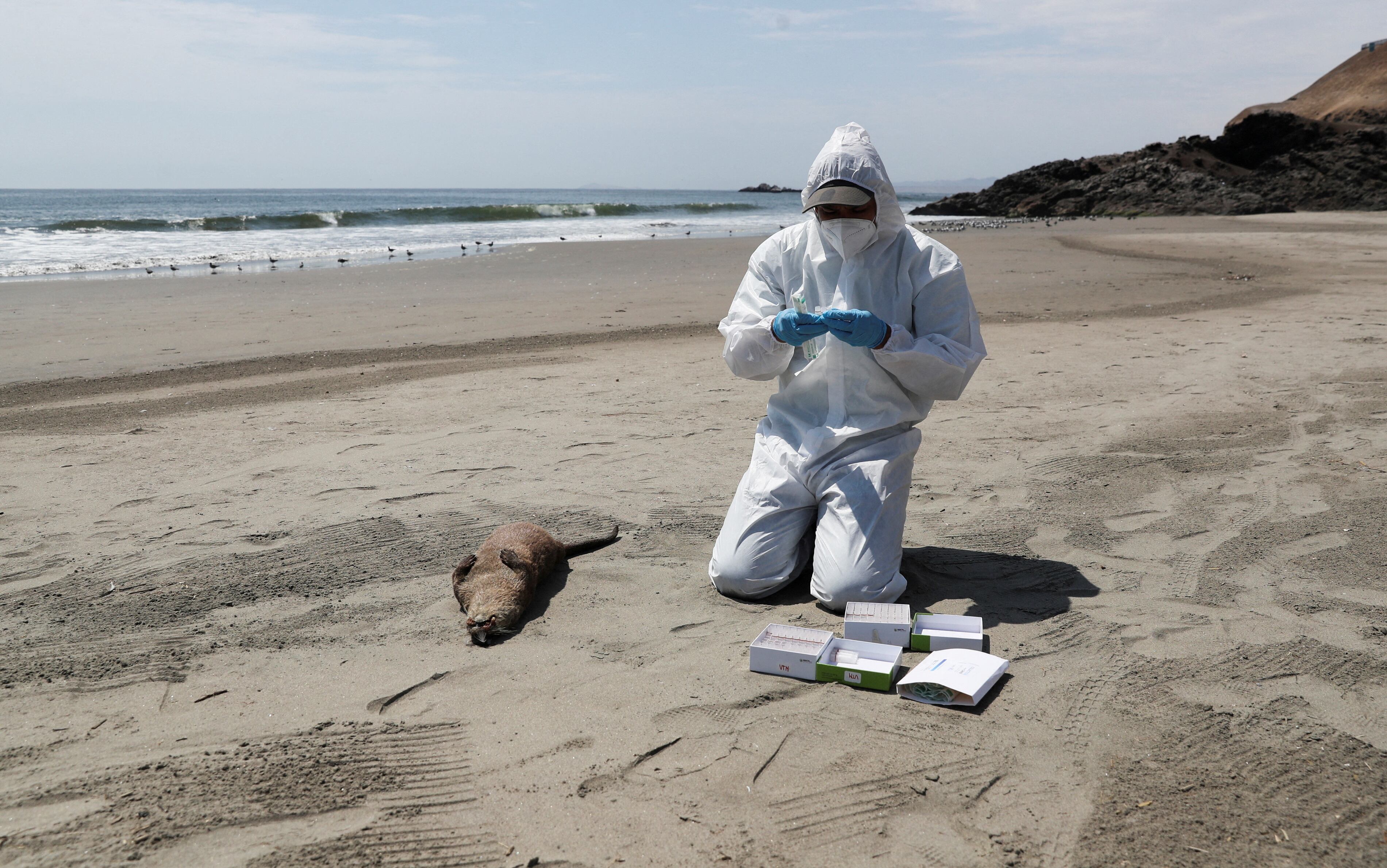 En 2022 la gripe aviar A (H5N1) fue detectada en Sudamérica. Afectó a diferentes especies de aves, y mamíferos como los lobos marinos de un pelo (REUTERS/Sebastian Castaneda)