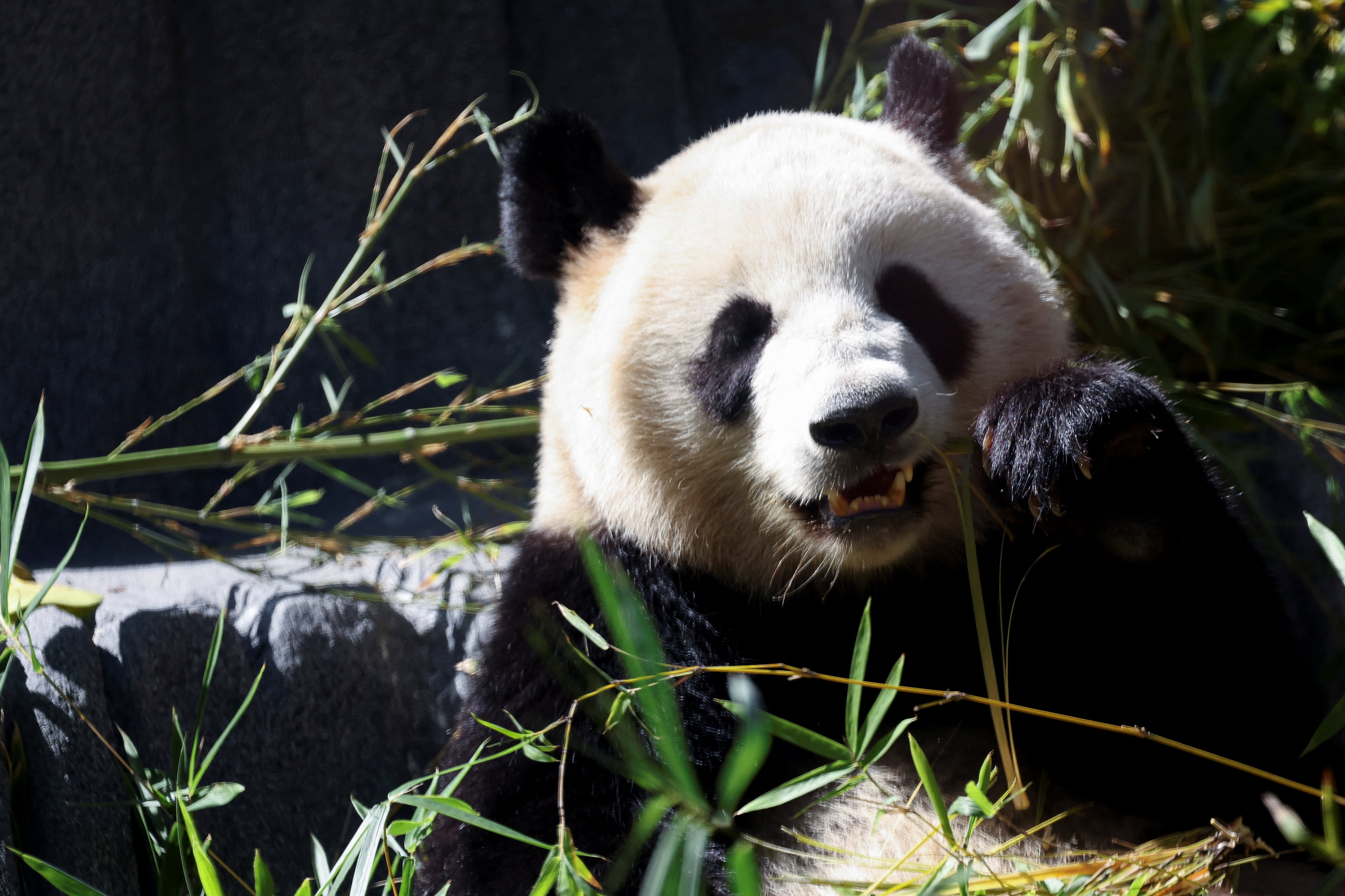 La dieta de los pandas antiguos pudo parecerse más a la de los pardos actuales. 