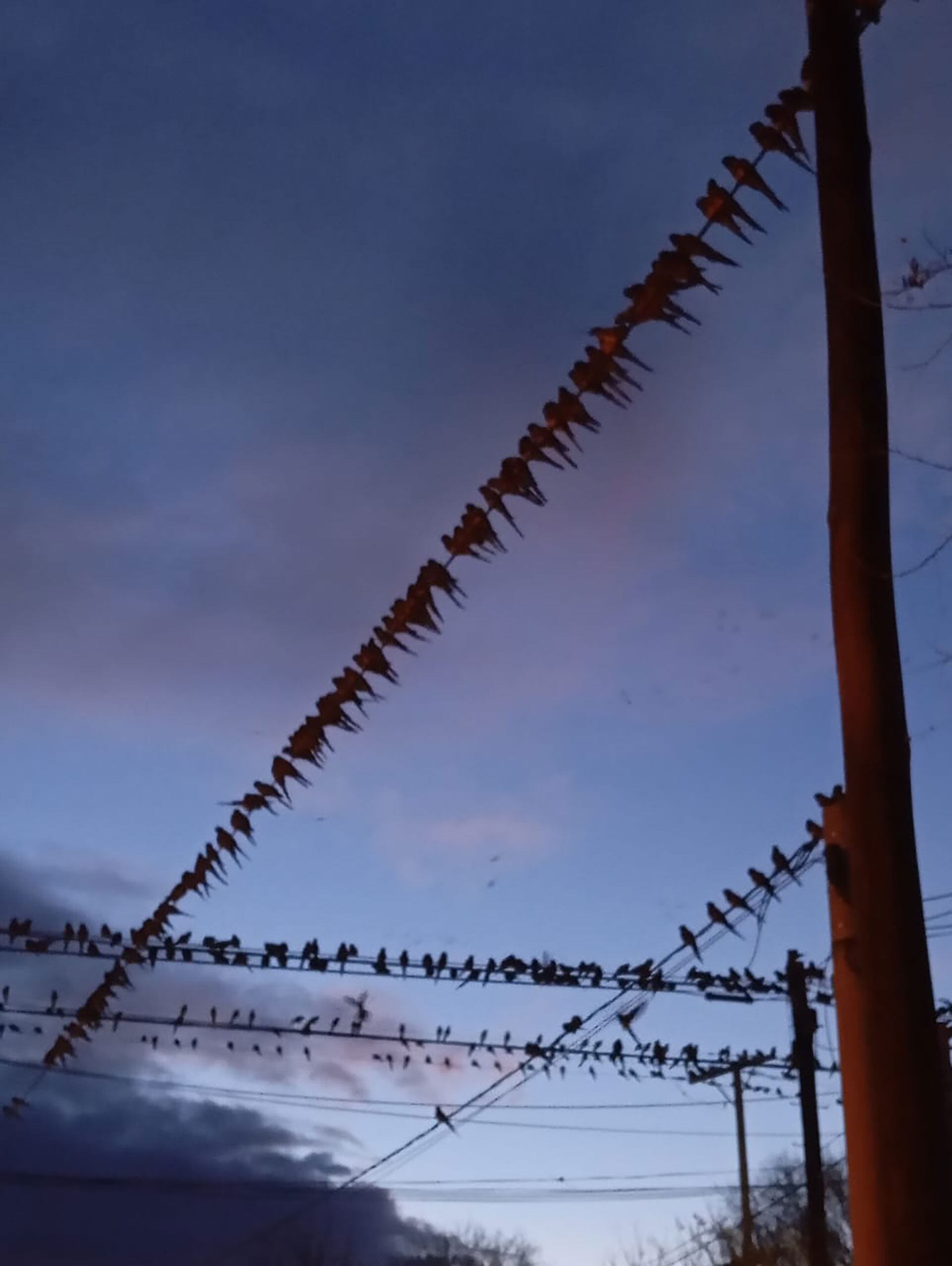 invasion de loros en ascasubi