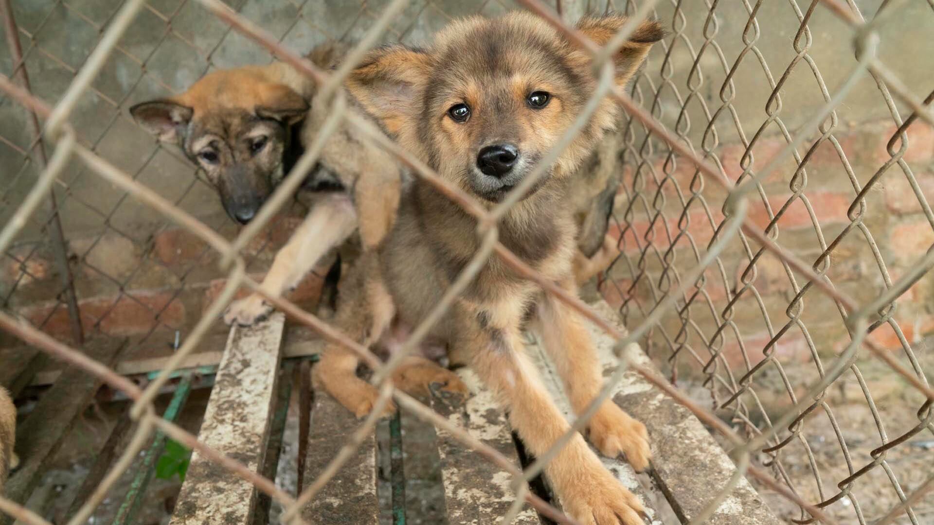 Granja de perros - Vietnam - 2024