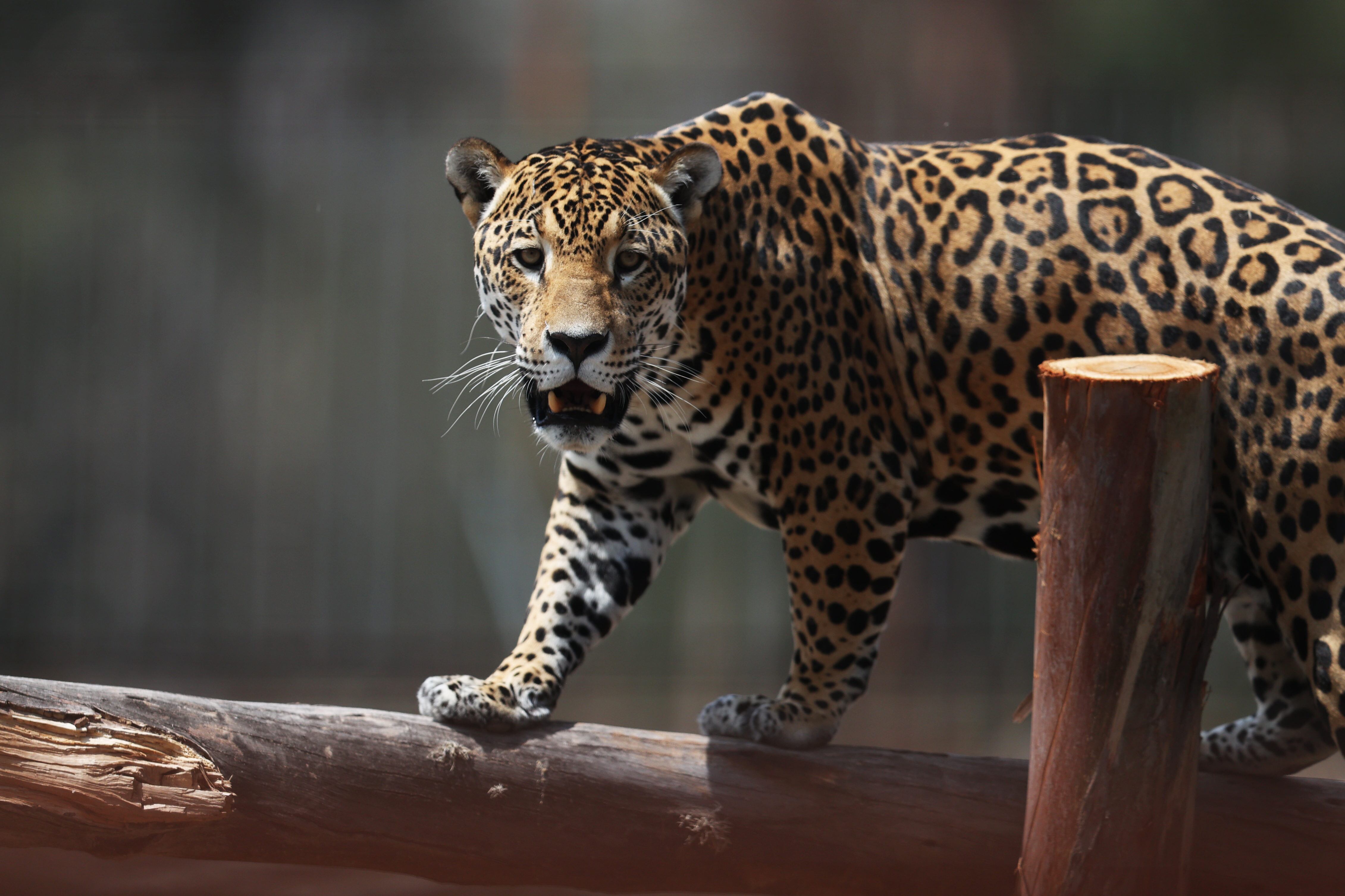 Jaguares tráfico - Bolivia - 2024