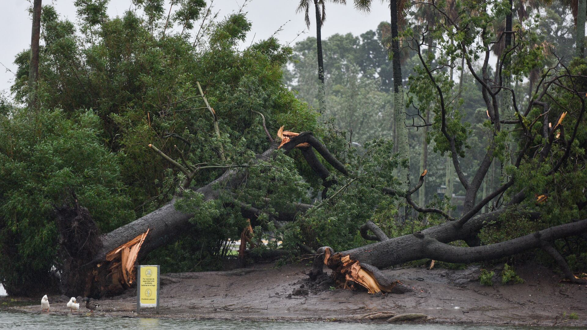 Temporal - arboles - tormentas - Ciudad de Buenos Aires