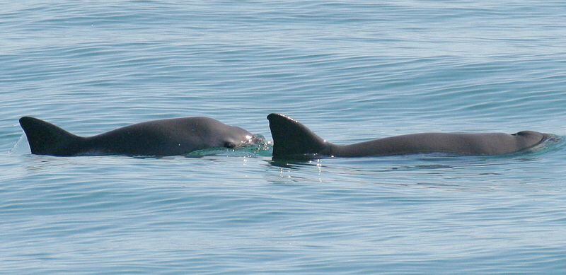 Los científicos estiman que quedan solo de seis a ocho vaquitas marinas en su hábitat (Paula Olson/NOAA Fisheries/Folleto vía REUTERS)