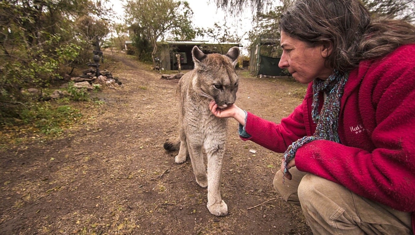 Estanislao puma rescatado