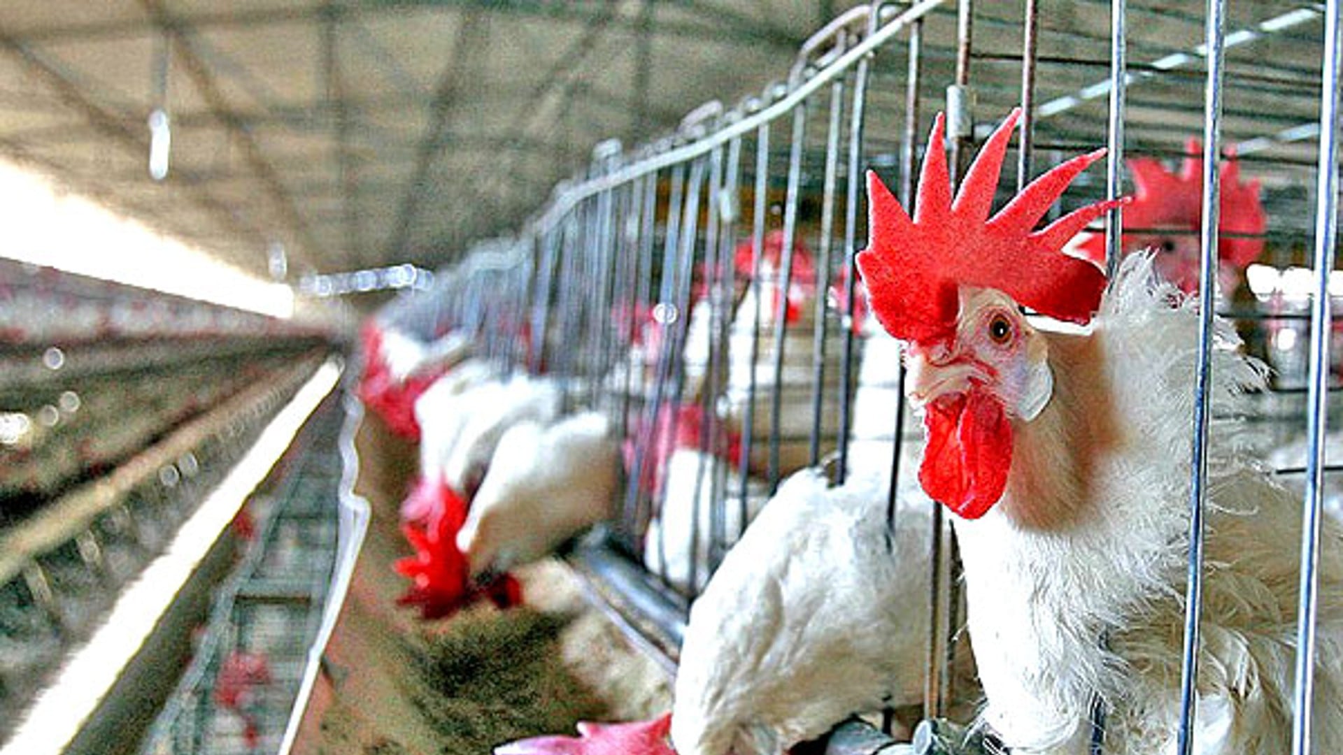 ¿El sistema inmune humano está preparado para dar protección contra la gripe aviar H5N1?