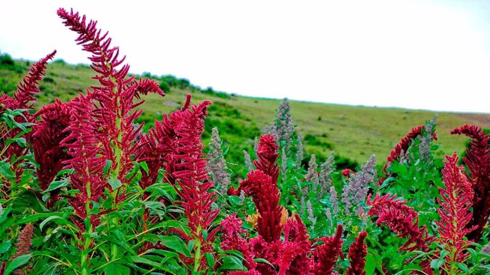 Plantas de cañihua - Superalimento peruano (SantiAgro)