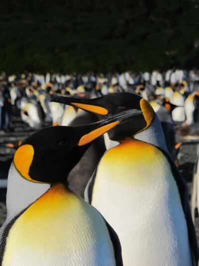 These are Aptenodytes patagonicus from the subantarctic Crozet Archipelago.  CREDIT V.Viblanc/IPEV