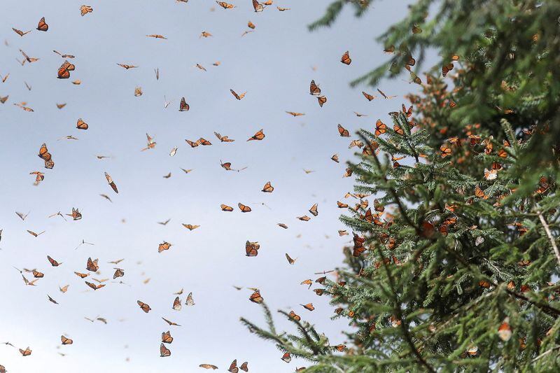 Condiciones climáticas extremas y pérdida de hábitat impulsan el declive de las mariposas desde la década de 1970 REUTERS/Raquel Cunha