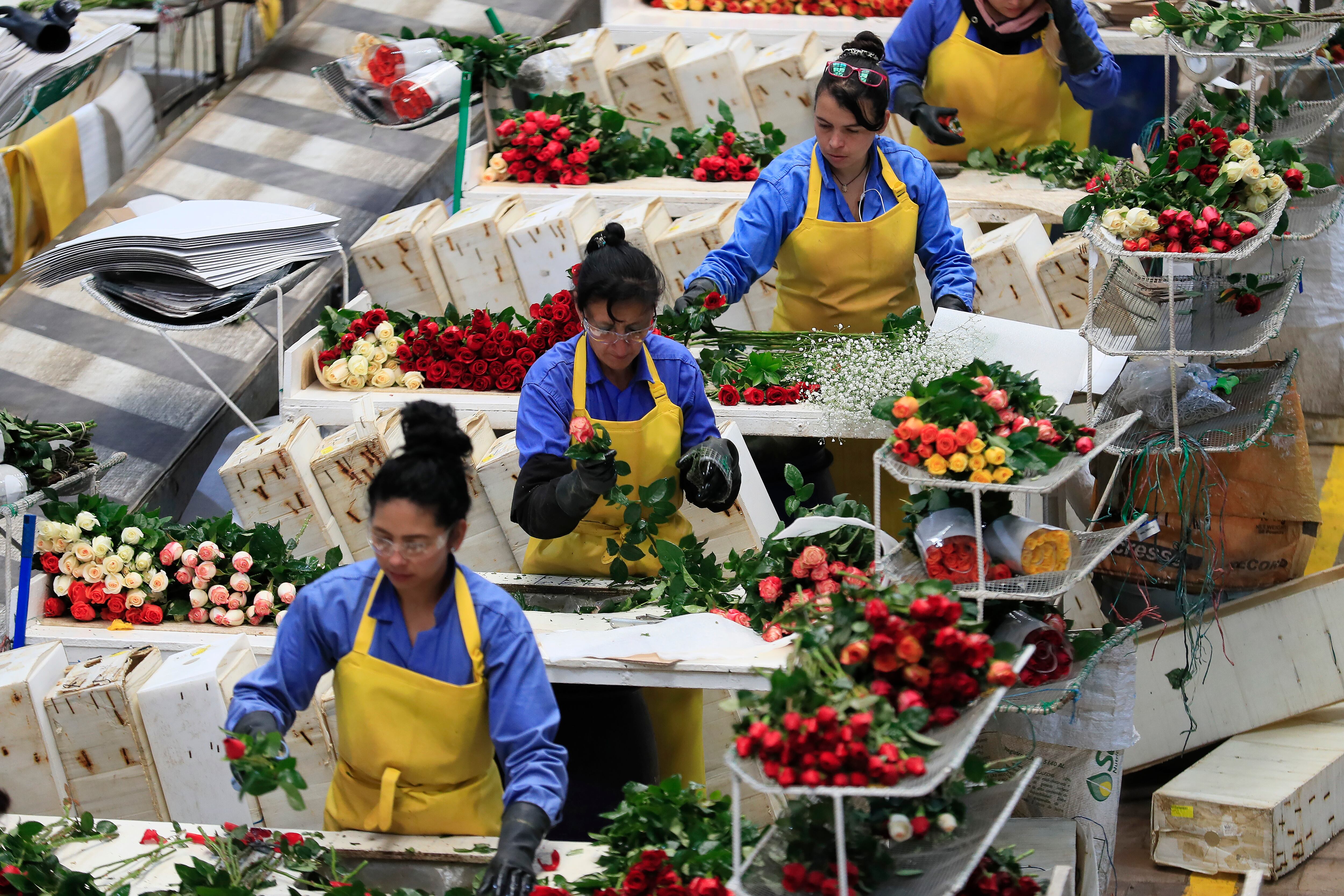 La OCDE proyecta que la economía colombiana crecerá el 1,8 % este año y el 2,8 % en 2025 - crédito Carlos Ortega/EFE
