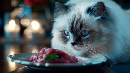 ¡Cuidado!, alimentos que debes evitar darle a tu gato según especialistas de la ASPCA