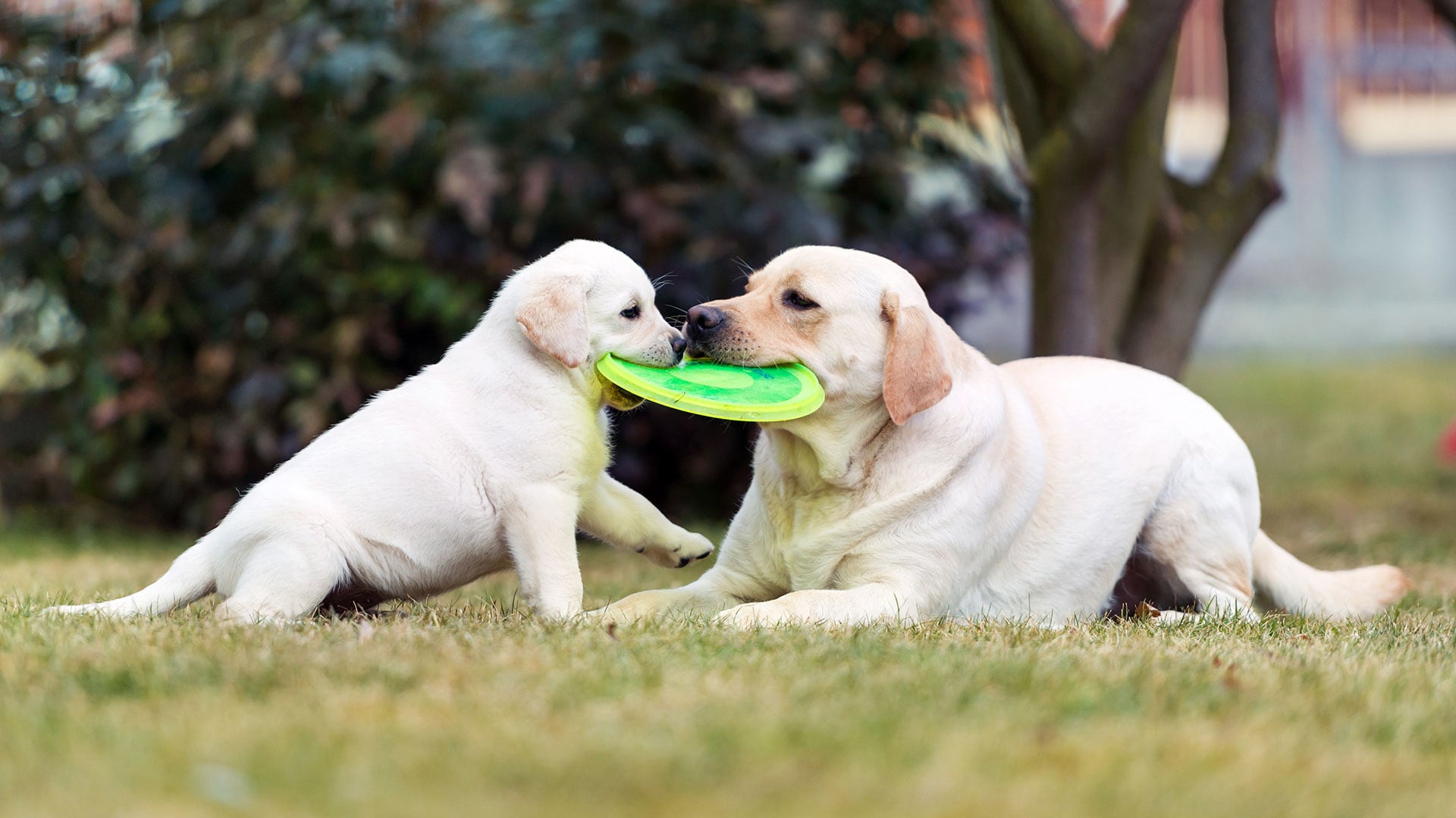 PERROS JUGUETES