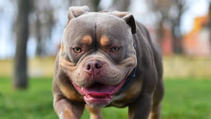 Imagen de referencia. María Paula Peña Contreras sufrió un ataque por sus perros en California - crédito Getty Images