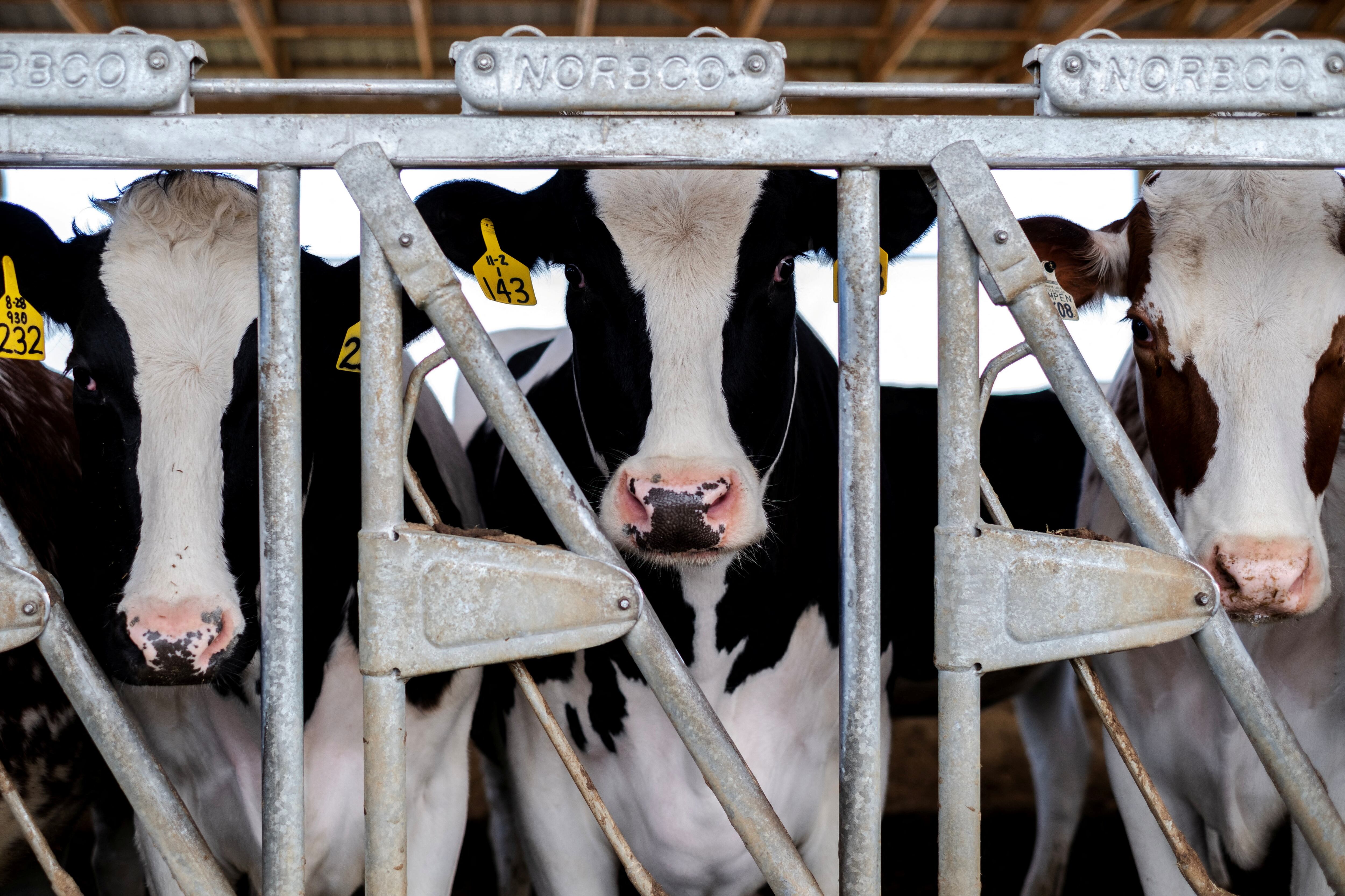 En los Estados Unidos hubo brotes de gripe aviar en vacas lechera. Se reportaron tres casos de trabajadores de granjas con la infección (REUTERS/Jim Vondruska)