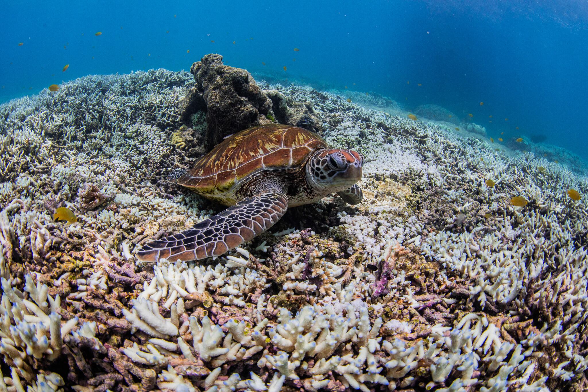 La Gran Barrera de Coral es el mayor arrecife de coral del mundo. Sufre blanqueamiento por el aumento de la temperatura del mar /EFE/ WWF-Australia 