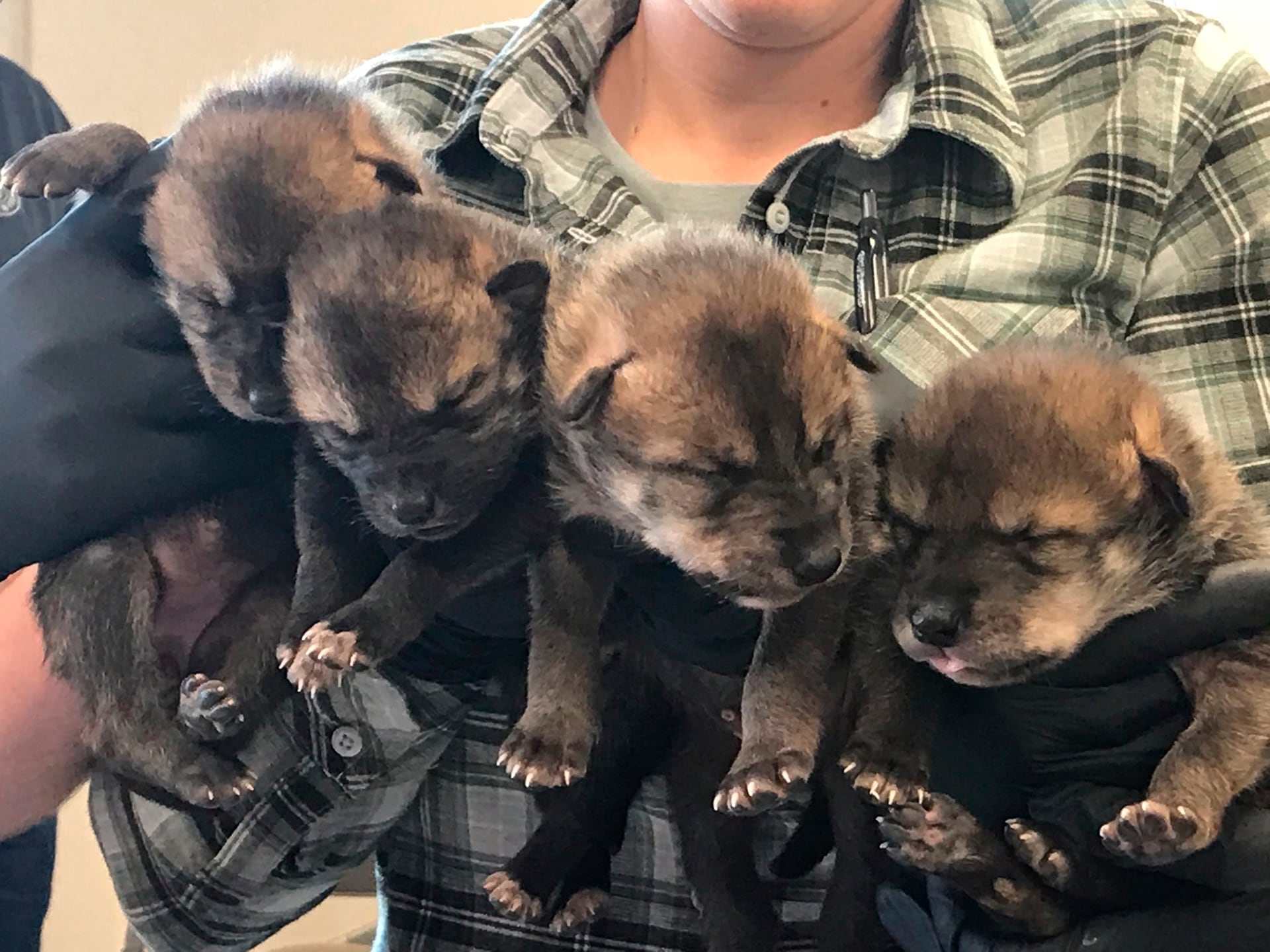 Los cinco cachorros de lobo rojo de la camada de abril no sobrevivieron. (Endangered Wolf Center/ Rachel Crosby/AP)