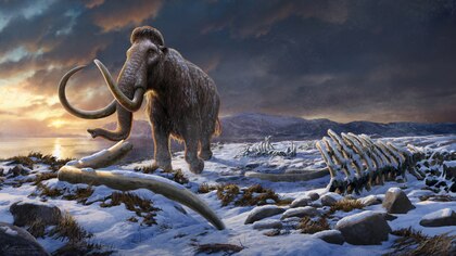 Científicos desarrollaron un teoría alternativa para expliar por qué se extinguieron los mamuts hace 10.000 años