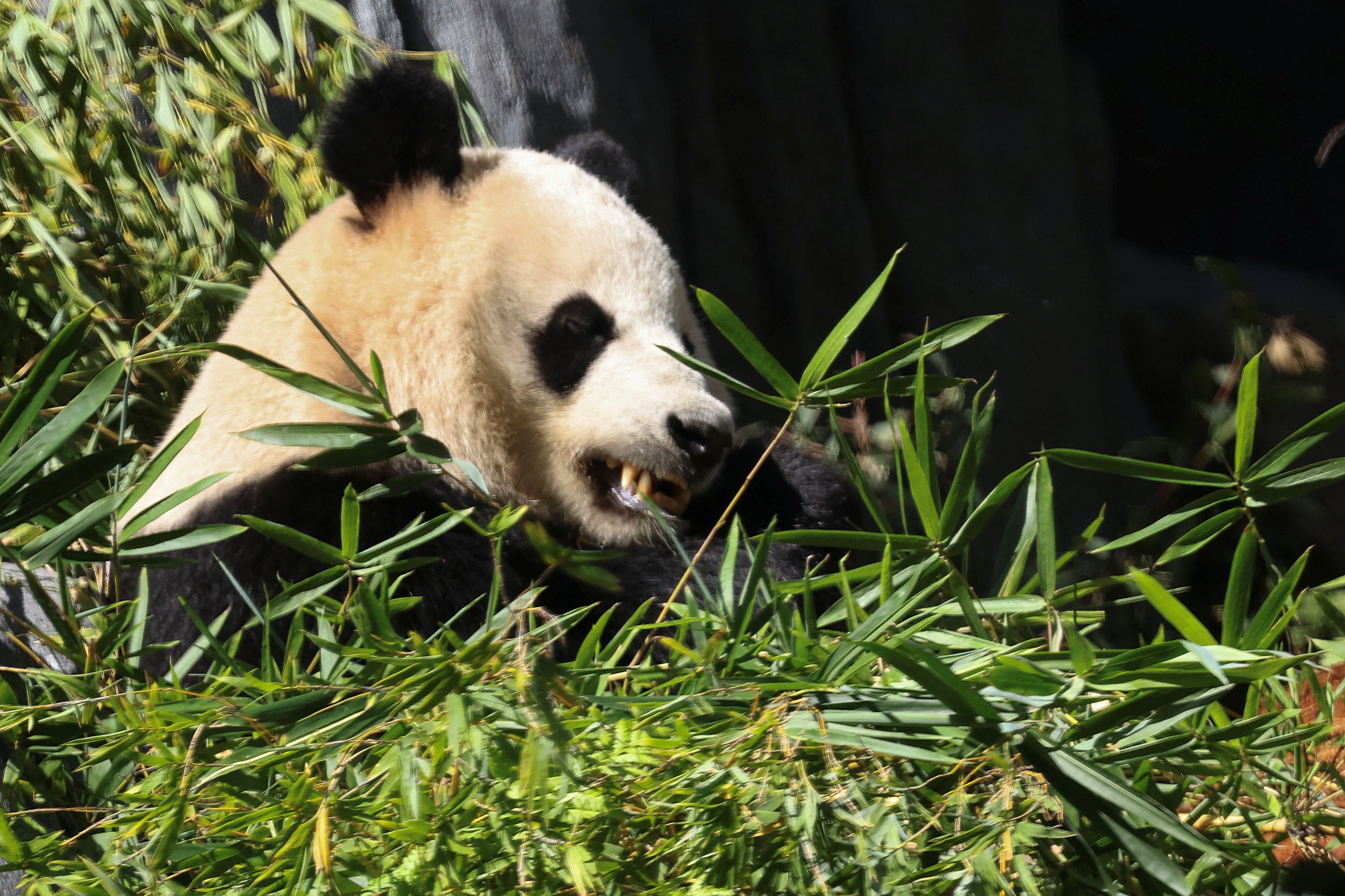 Estos resultados ayudarán a entender los comienzos de la herbivoría en los pandas actuales. (REUTERS/Mario Anzuoni)