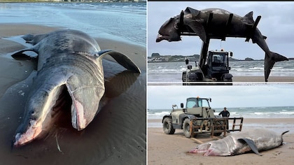 Alarma por la aparición de un tiburón de 7 metros muerto en la costa de Escocia: lo retiraron con un montacargas