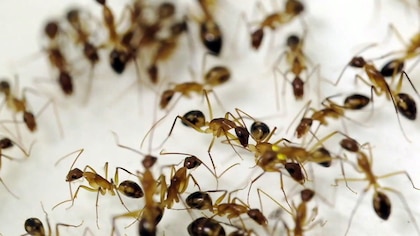 Increíbles imágenes: así las hormigas amputan las patas de sus “hermanas” para salvarles la vida