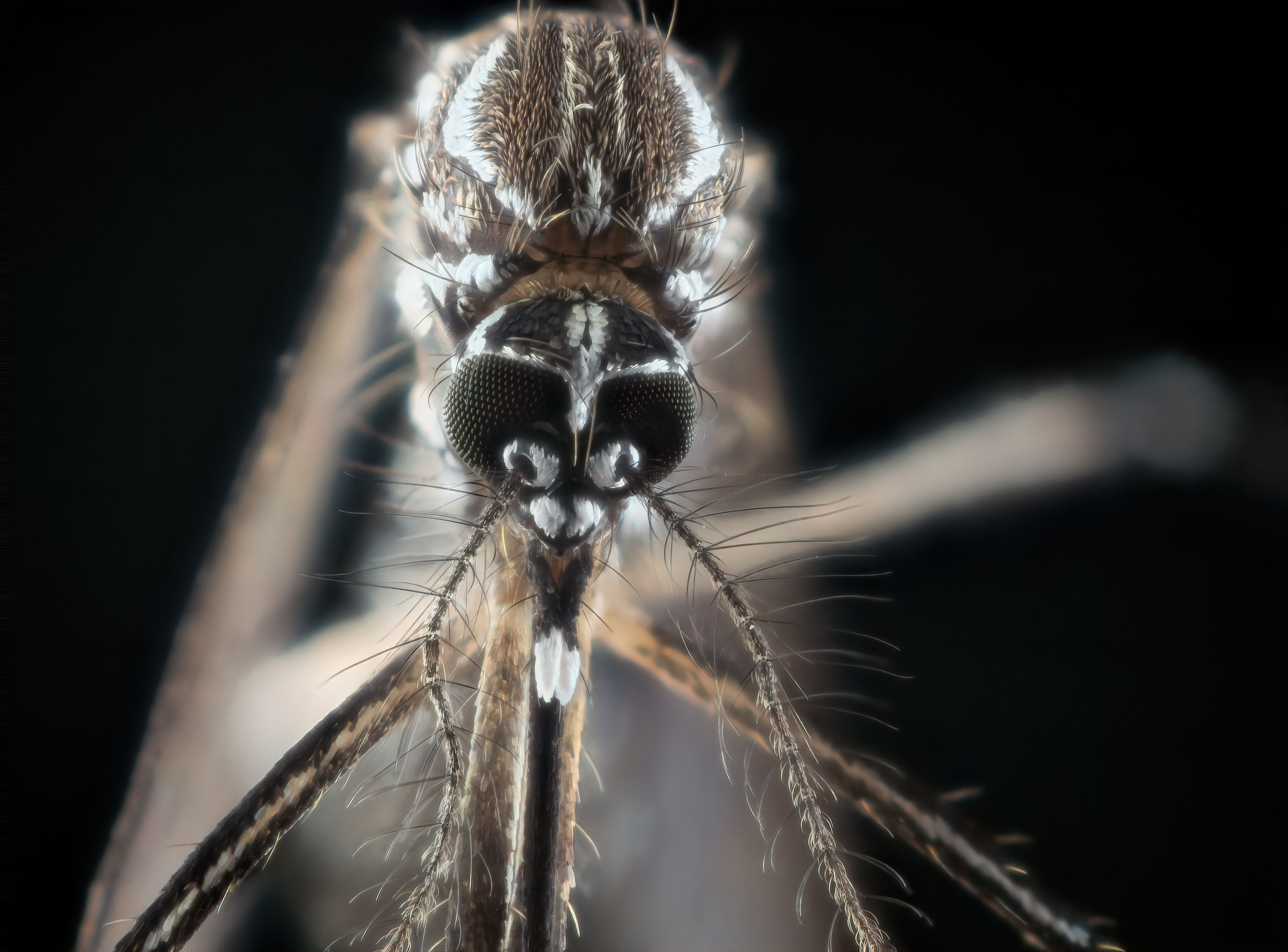 aedes aegypti, mosquito del dengue, dengue