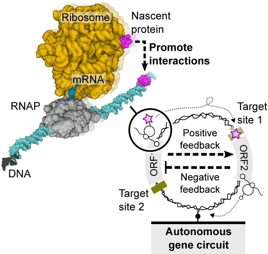 Una conexión umbilical: Representación esquemática de un circuito genético, en el que una proteína recién creada (magenta) permanece en la molécula de ADN “madre” (turquesa) hasta realizar su función reguladora.(Instituto Weizmann)