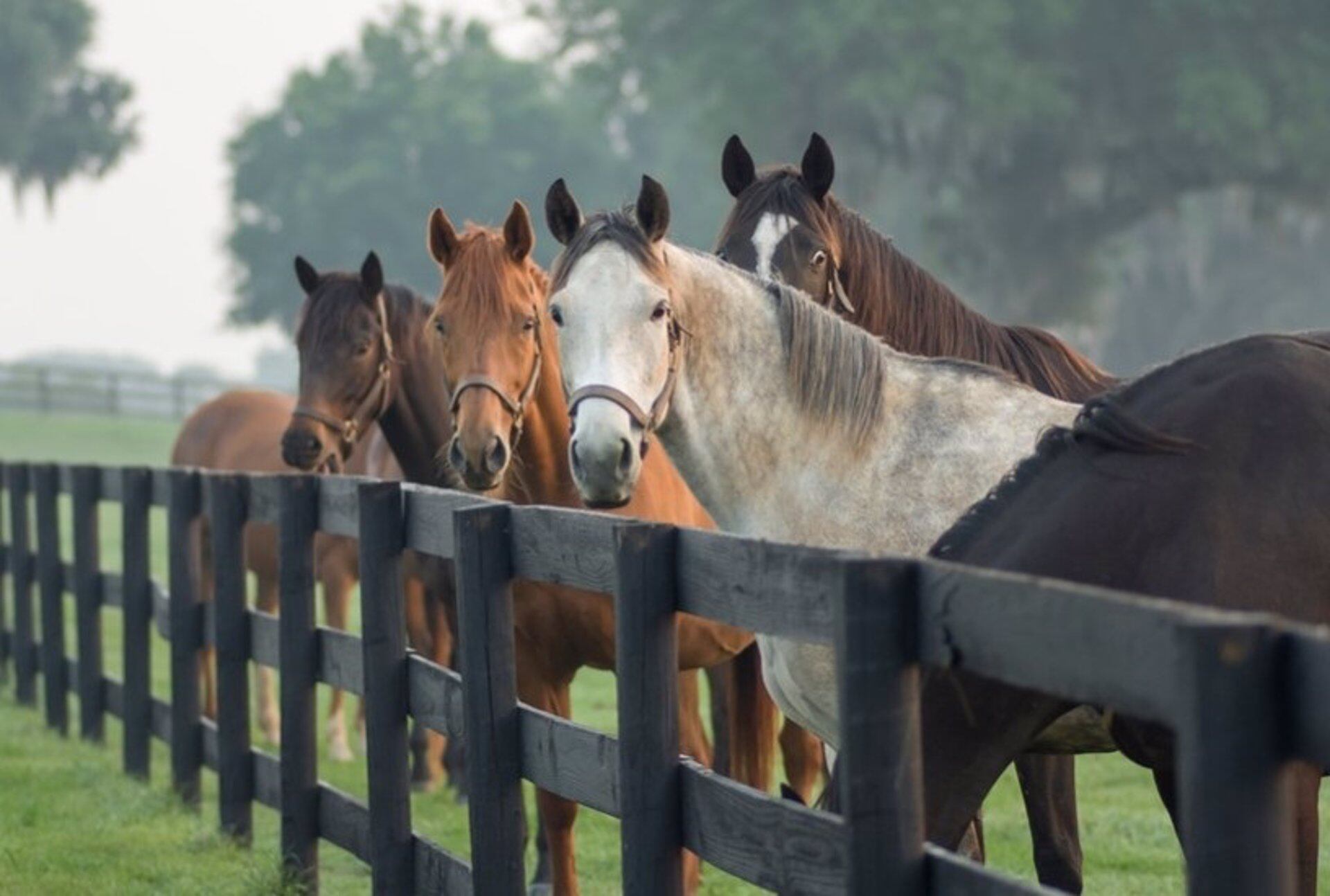 En cabalgatas se recomienda brindar descansos de 40 a 50 minutos, cada tanto - crédito UNIVERSIDAD DE NOTTINGHAM TRENT
