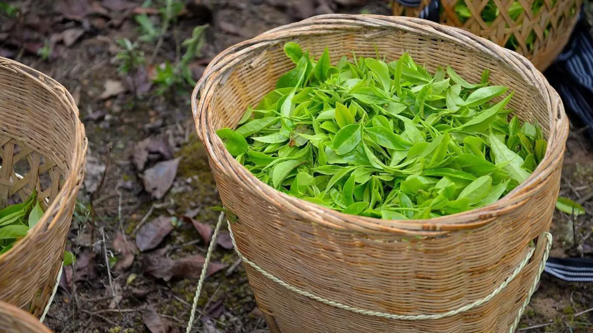 Té verde - planta medicinal - enfermedades cardiovasculares - infusiones - Perú - 14 de julio