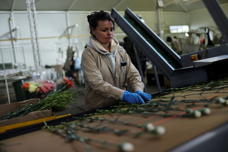 La productividad laboral por hora trabajada en Colombia, fue de tan solo un 0,76% en 2023, según el Dane - crédito Luisa González/Reuters