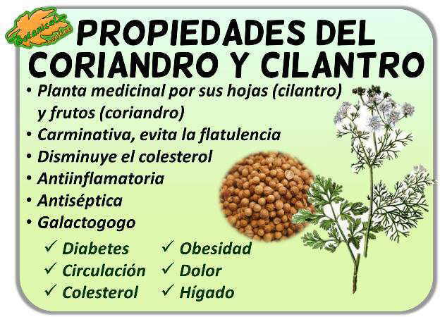 Beber agua de semillas de cilantro en ayunas diariamente puede convertirse en una práctica beneficiosa gracias a sus propiedades nutritivas y curativas, desde la mejora de la digestión hasta el refuerzo del sistema inmunológico.