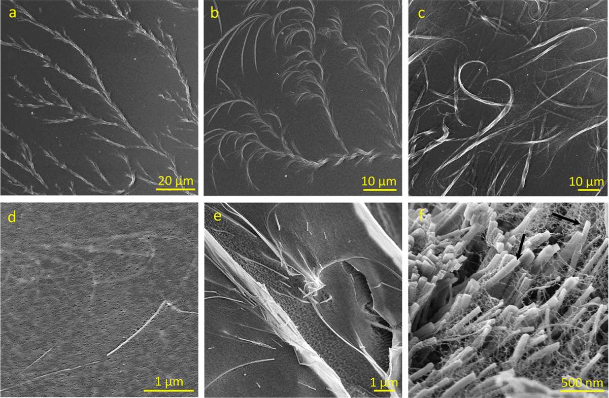 Imágenes de un microscopio electrónico (fila superior) y un microscopio electrónico criogénico (fila inferior), de izquierda a derecha: El desarrollo gradual de nanocristales de tirosina en una solución de hidroxietilcelulosa.