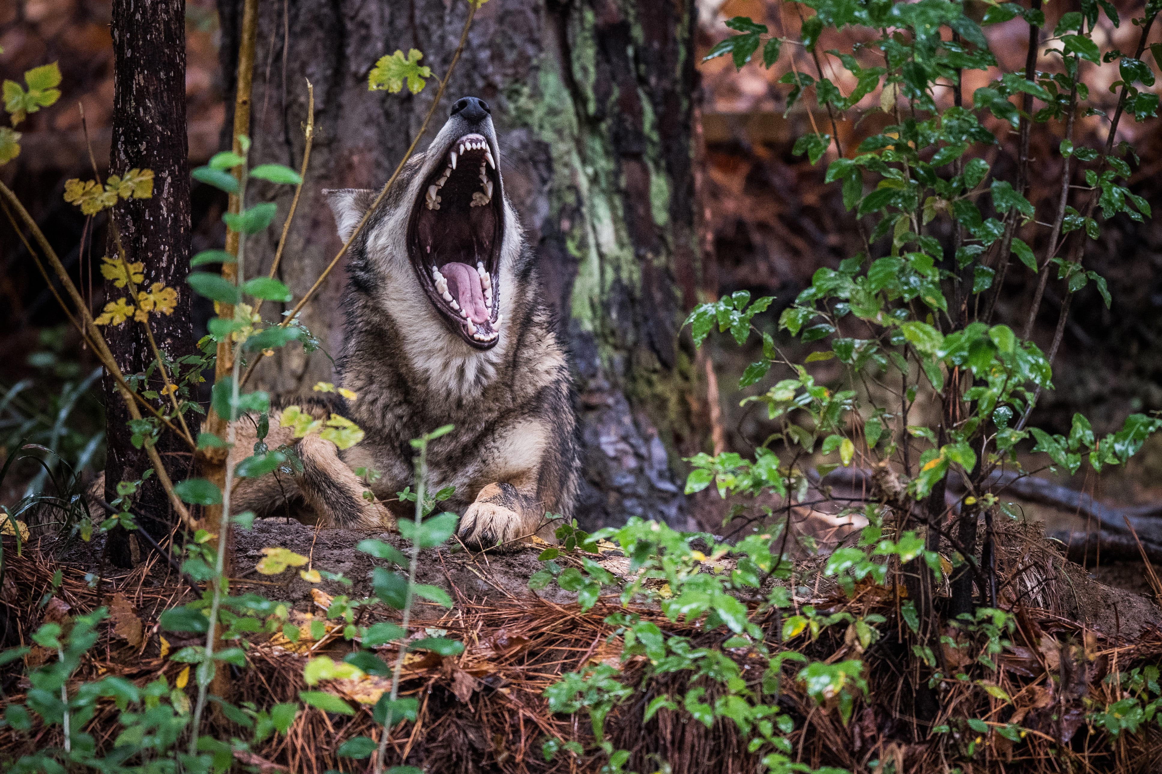 Menos de 20 lobos rojos permanecen en libertad en el este de Carolina del Norte. (The Washington Post / Salwan Georges)