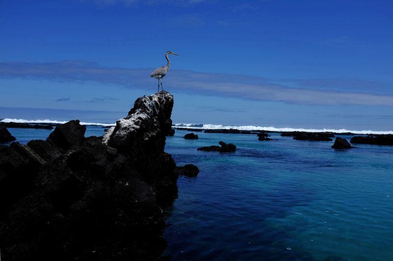 Una gran garza azul posada sobre una roca en la Isla Isabela en el Parque Nacional Galápagos. (REUTERS/Nacho Doce)