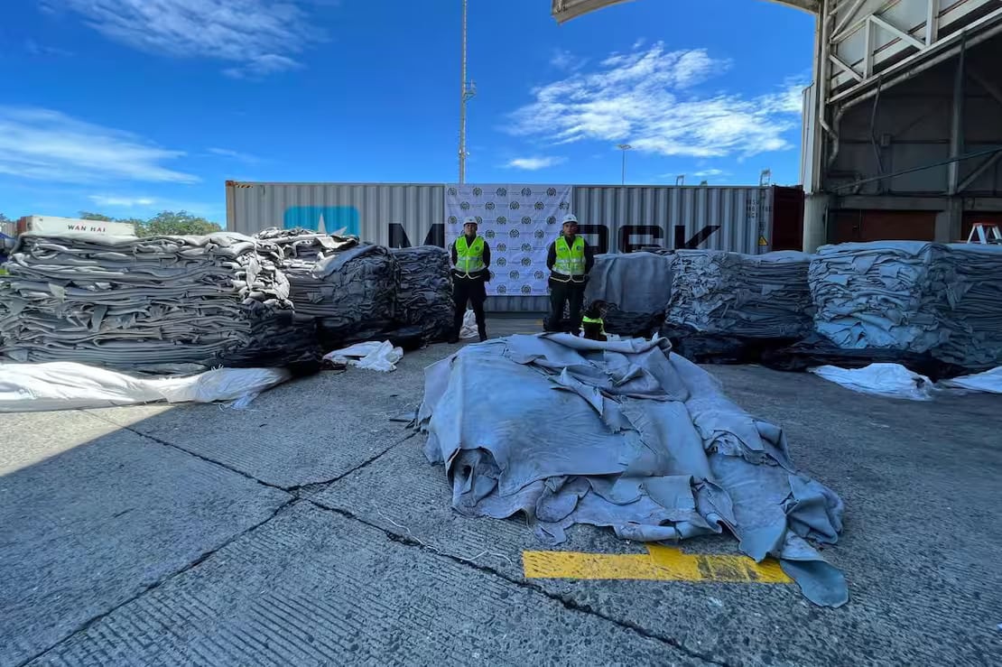 La Policía Nacional descubrió 962 kilos de clorhidrato de cocaína ocultos en cueros de vaca destinados a la exportación hacia Países Bajos - crédito Policía Nacional de Colombia