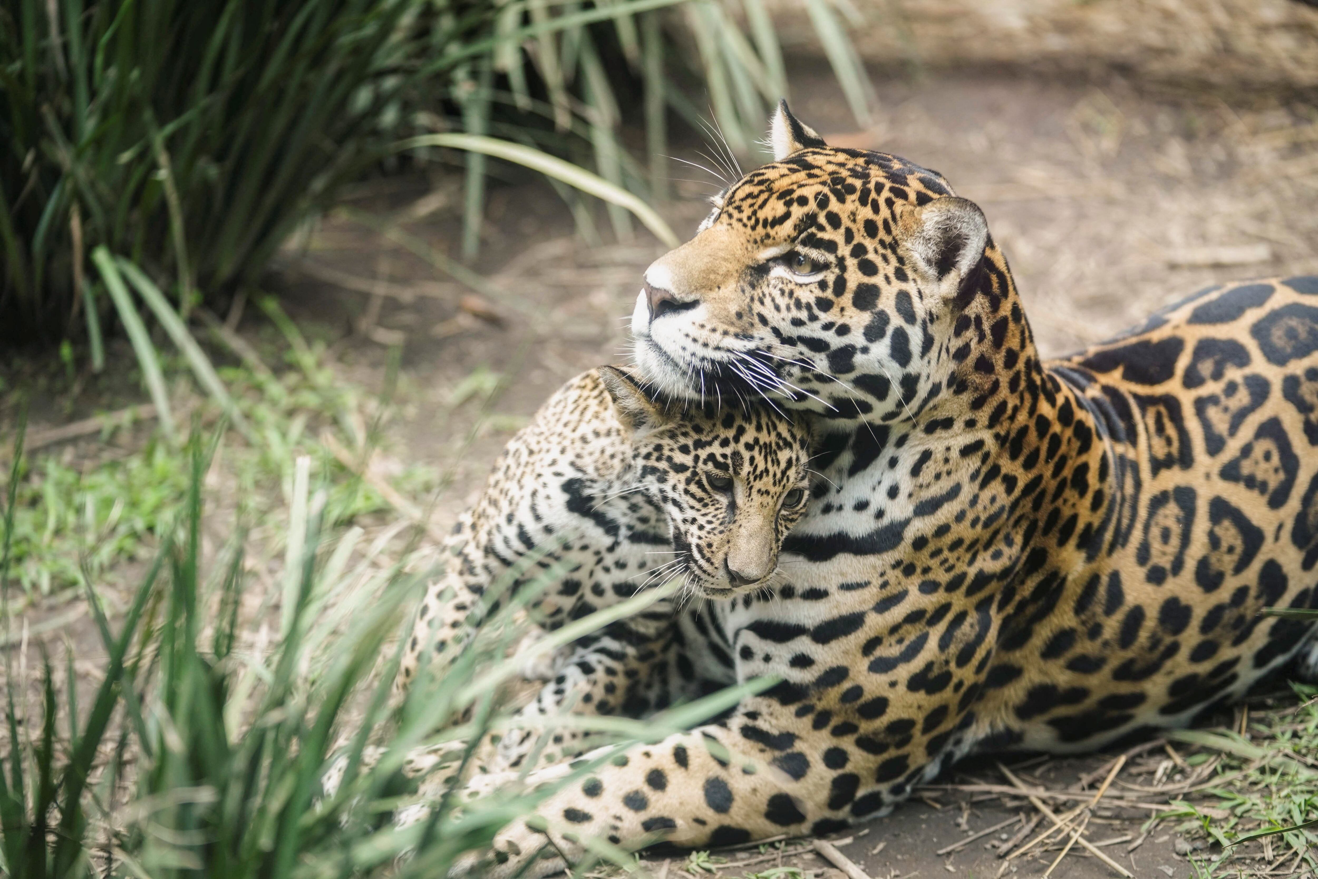 Es importante saber cómo actuar en caso de encontrarse frente a un jaguar REUTERS/Toya Sarno Jordan