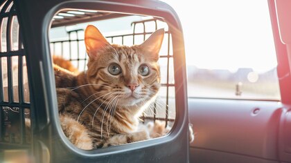 Las mascotas pueden sufrir mareos en el carro: aquí algunos tips sobre cómo ayudar a su perro o gato