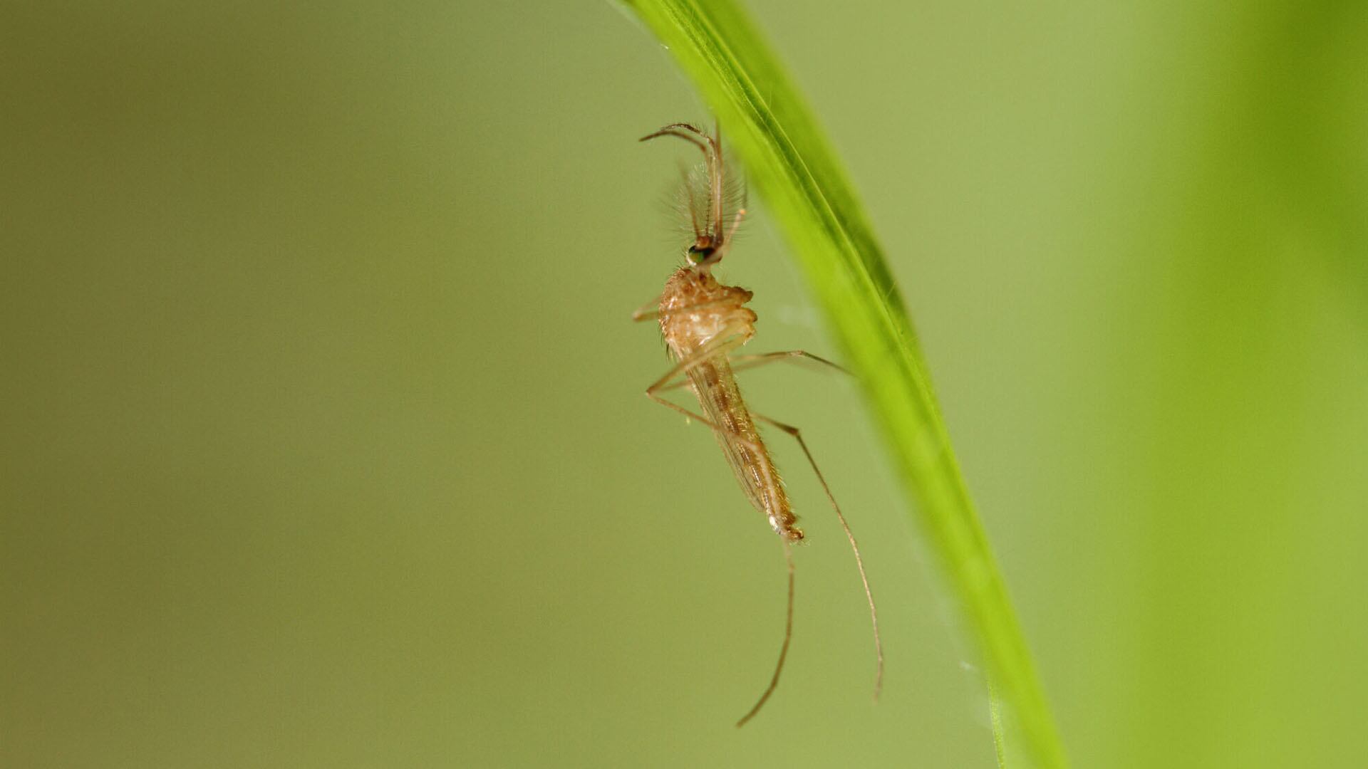 Mosquito Culex pipiens