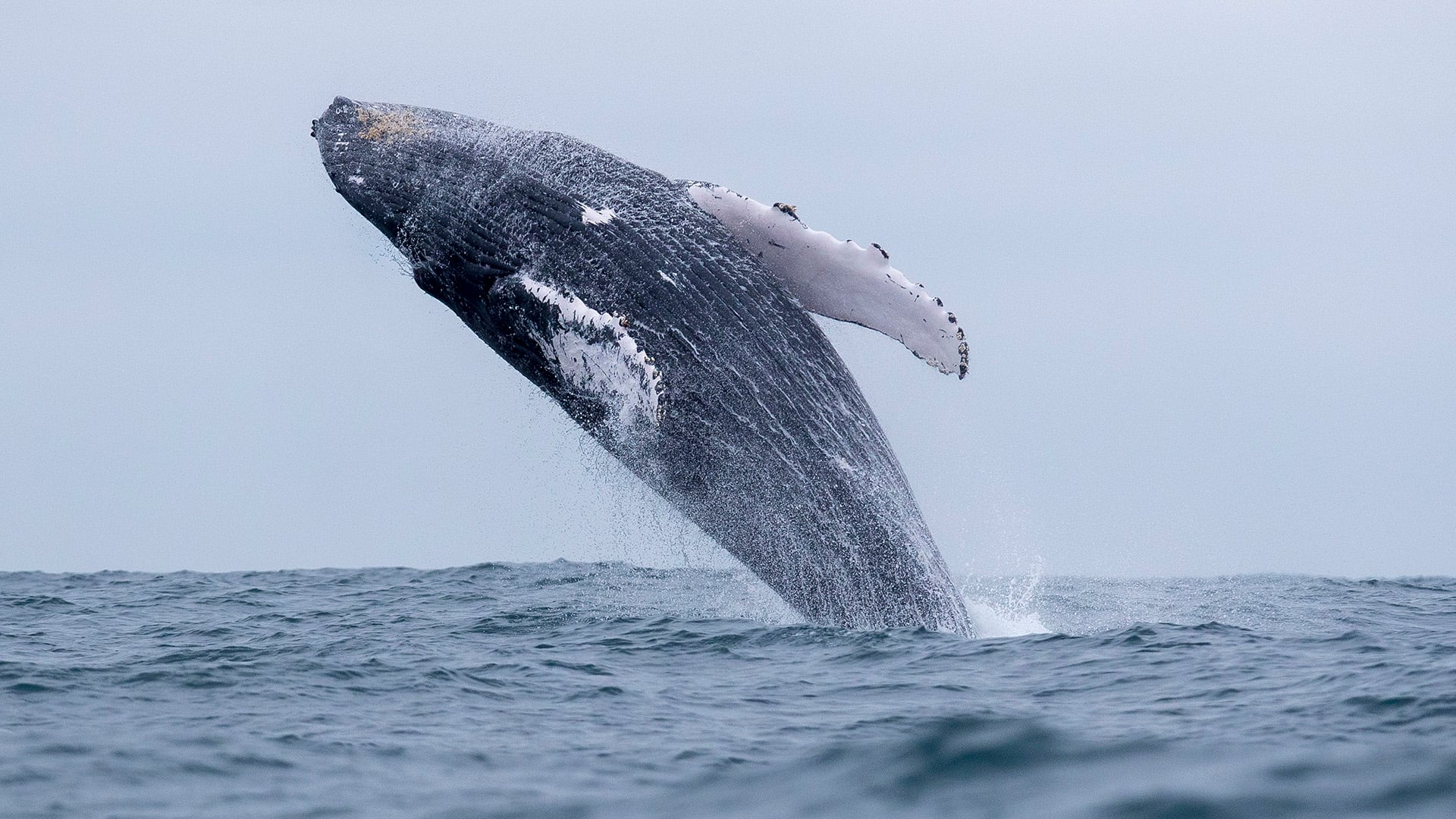 Las ballenas jorobadas llegan a las costas de Ecuador tras viajar desde la Antártida. (EFE/José Jácome)