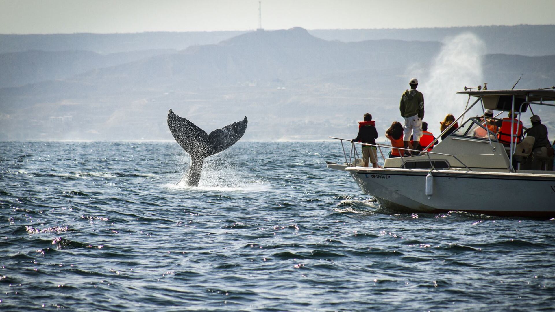 Playas como El Ñuro, Máncora y Punta Sal se convierten en escenarios ideales para observar las impresionantes acrobacias de las ballenas jorobadas durante la temporada. (Andina)