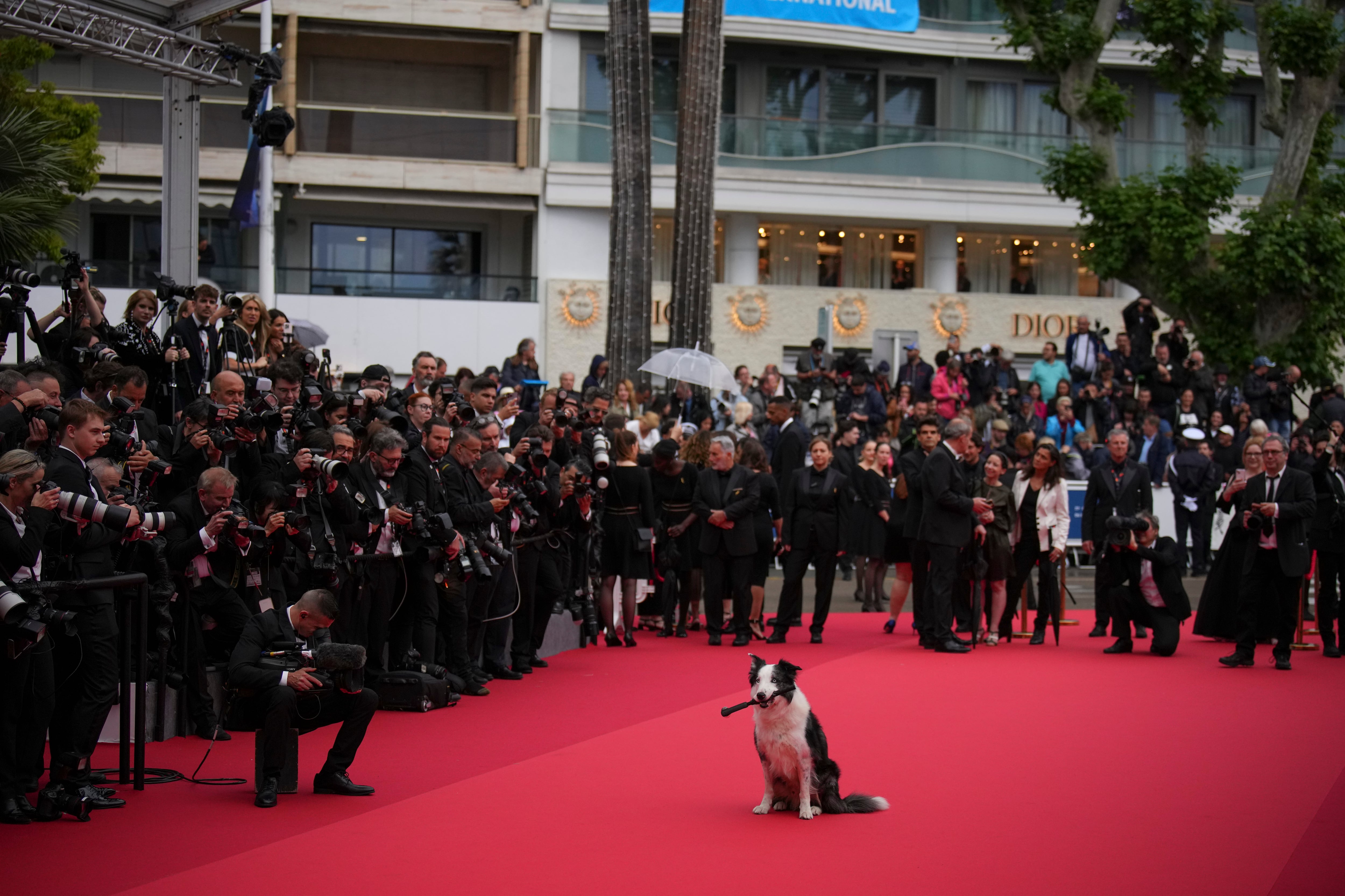 El perro Messi posa a su llegada a la ceremonia de apertura y el estreno de la película 'The Second Act' en la 77ª edición del Festival de Cine de Cannes en Francia el martes 14 de mayo de 2024. (Foto Daniel Cole/Invision/AP)