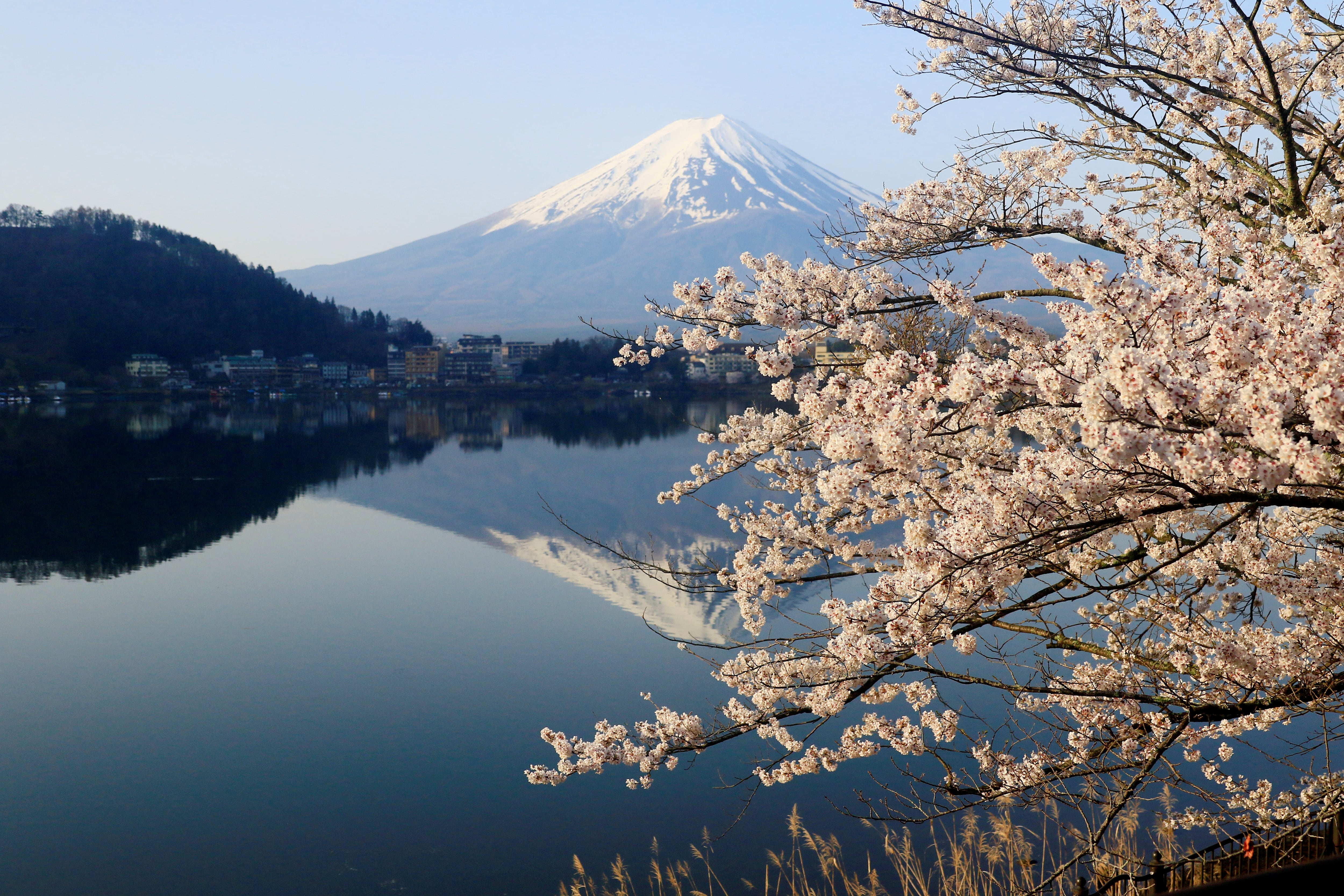 El Lago Kawaguchiko en Japón ofrece vistas icónicas del Monte Fuji, especialmente en primavera cuando los cerezos en flor crean un ambiente rosado y sereno a su alrededor (REUTERS/Carlos Perez Gallardo)