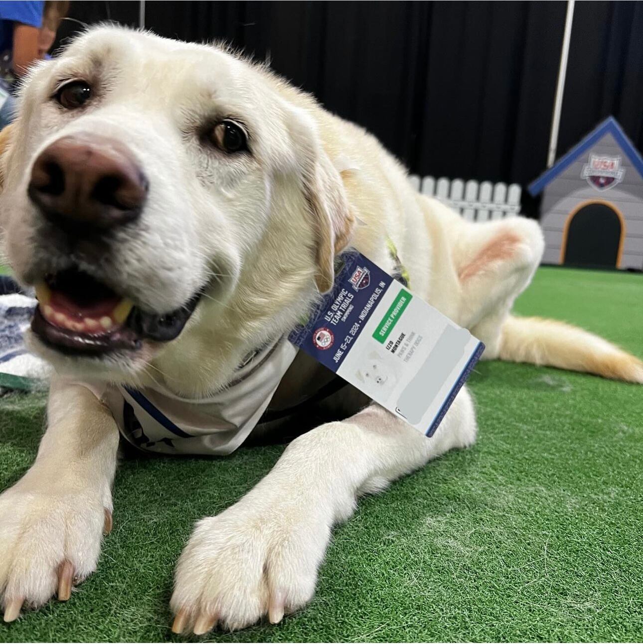 Izzo, perro de terapia de USA SWIMMING