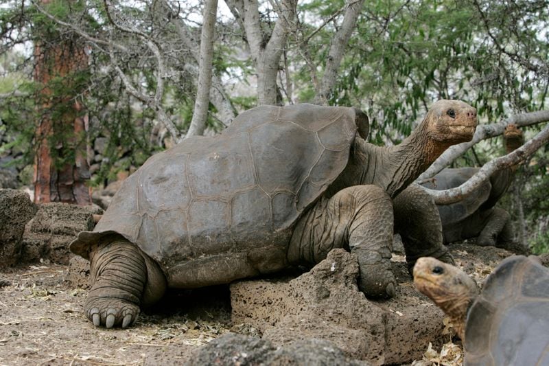 La tortuga gigante Solitario George fue el último ejemplar de una especie que se extinguió en el mundo. Estaba en las Islas Galápagos/Archivo /REUTERS/Guillermo Granja