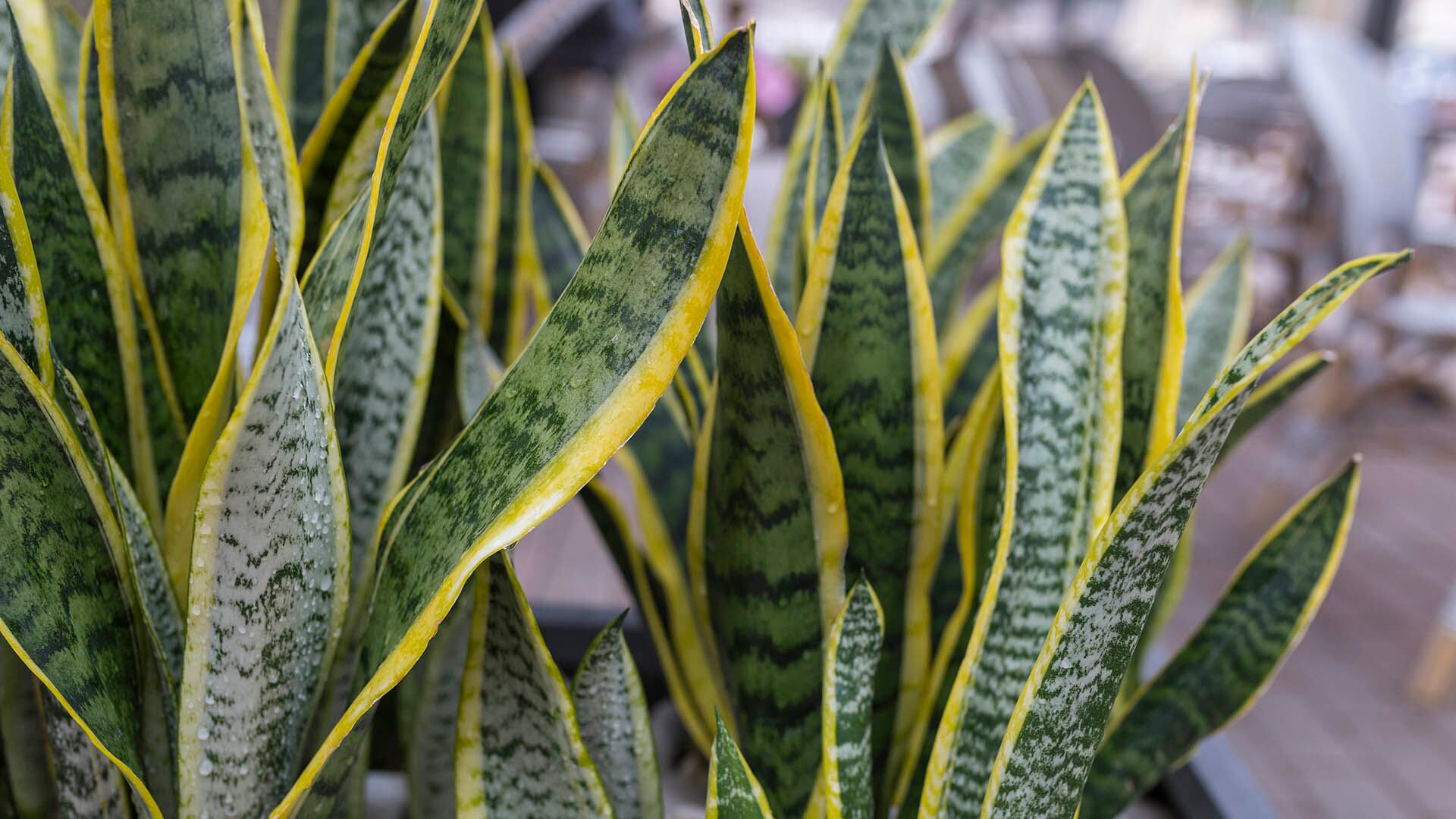 Sansevieria - plantas