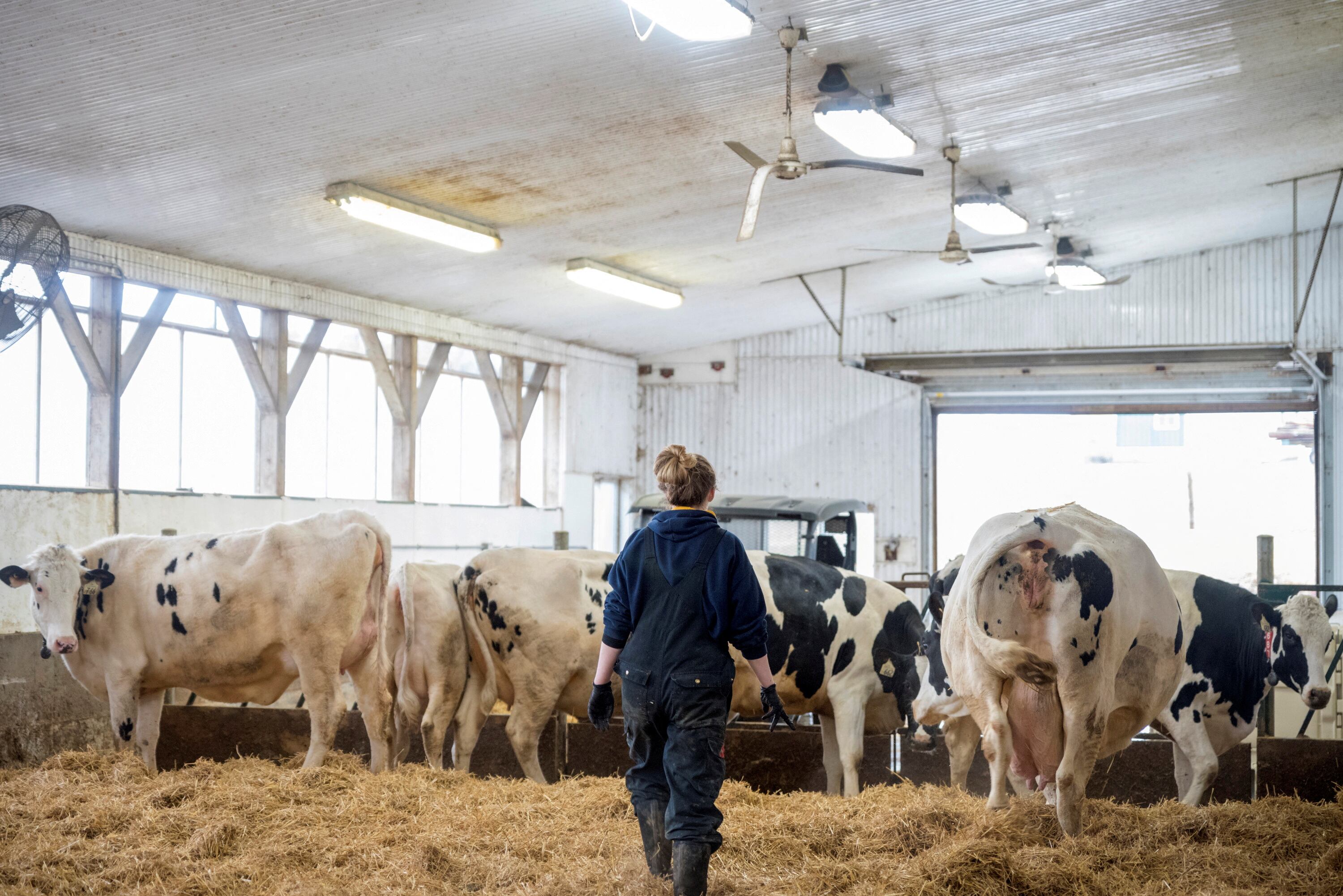 Cada vaca es capaz de producir hasta 6 toneladas métricas de dióxido de carbono al año. (REUTERS/Alex Filipe/File Photo)